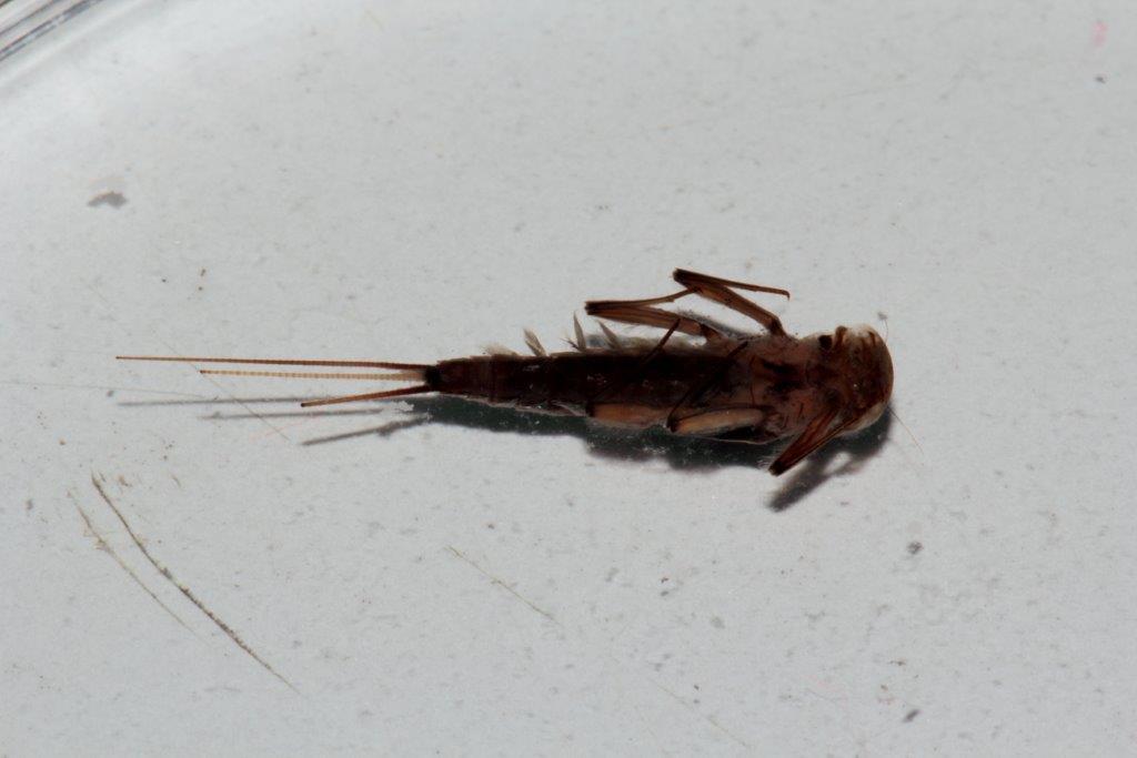 Efemerotteri: foto di laboratorio da confermare